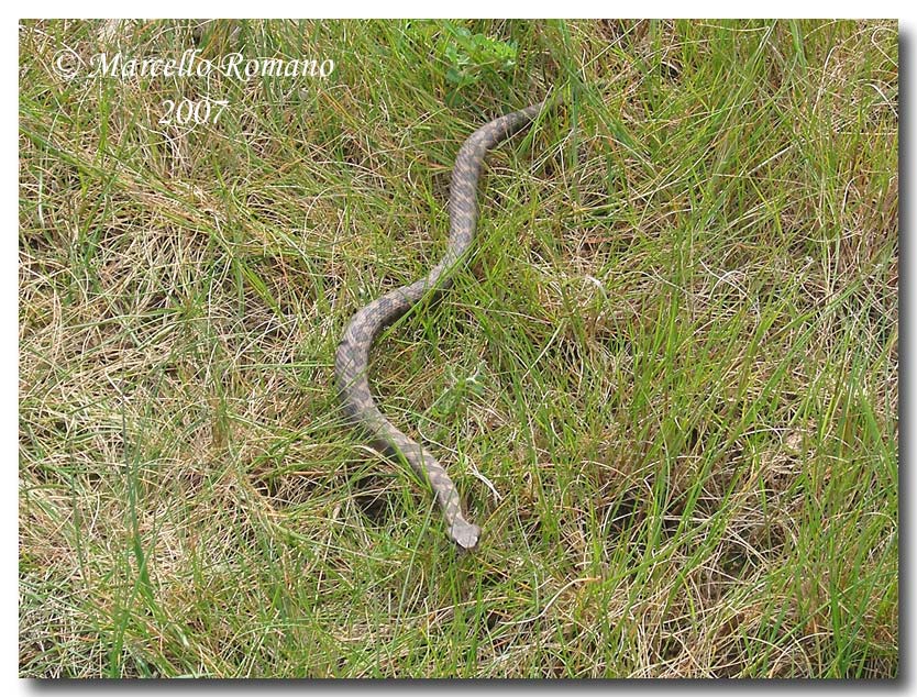Incontro con la Vipera aspis nella Sicilia meridionale